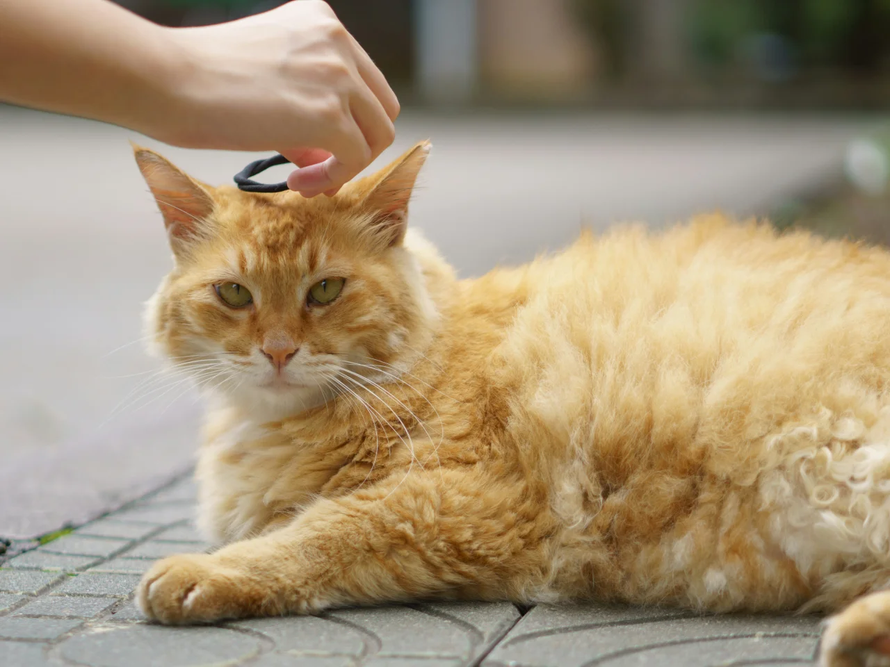 Owner gently petting a relaxed cat, part of a regular grooming routine for dry skin