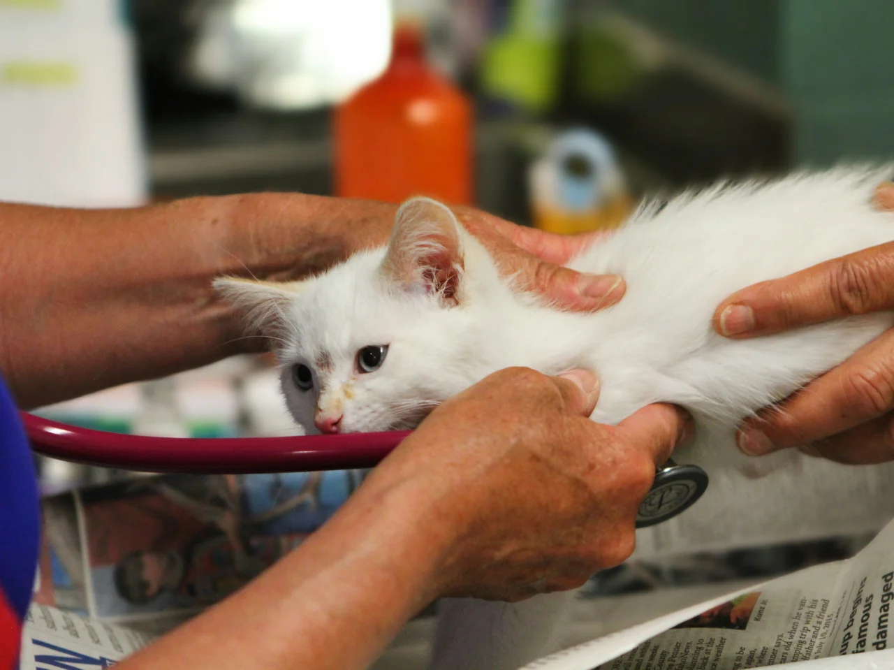 Veterinarian examining a white cat's skin and coat for the cause of dandruff