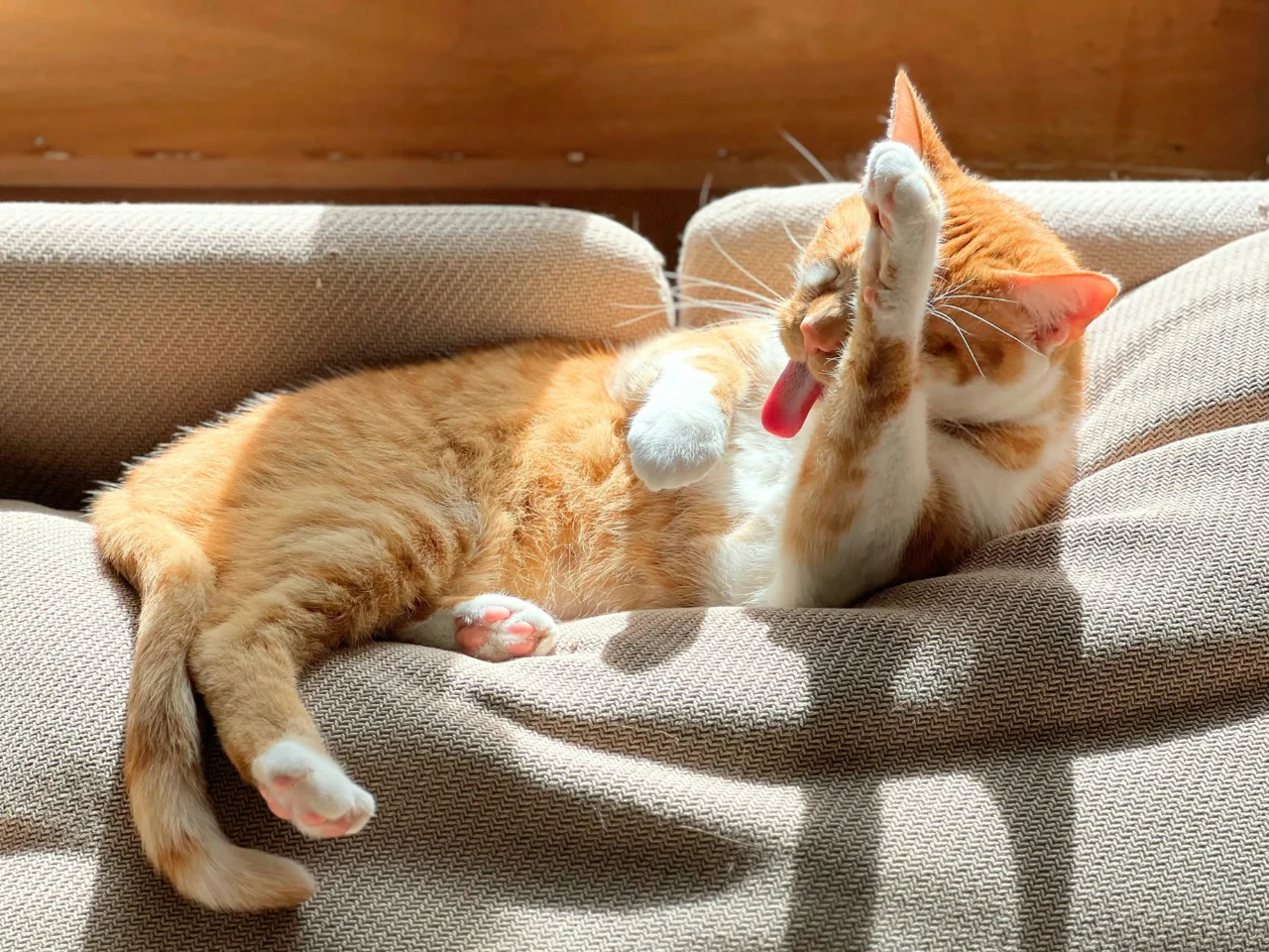 Ginger cat cleaning itself, a sign of healthy grooming that helps prevent dandruff