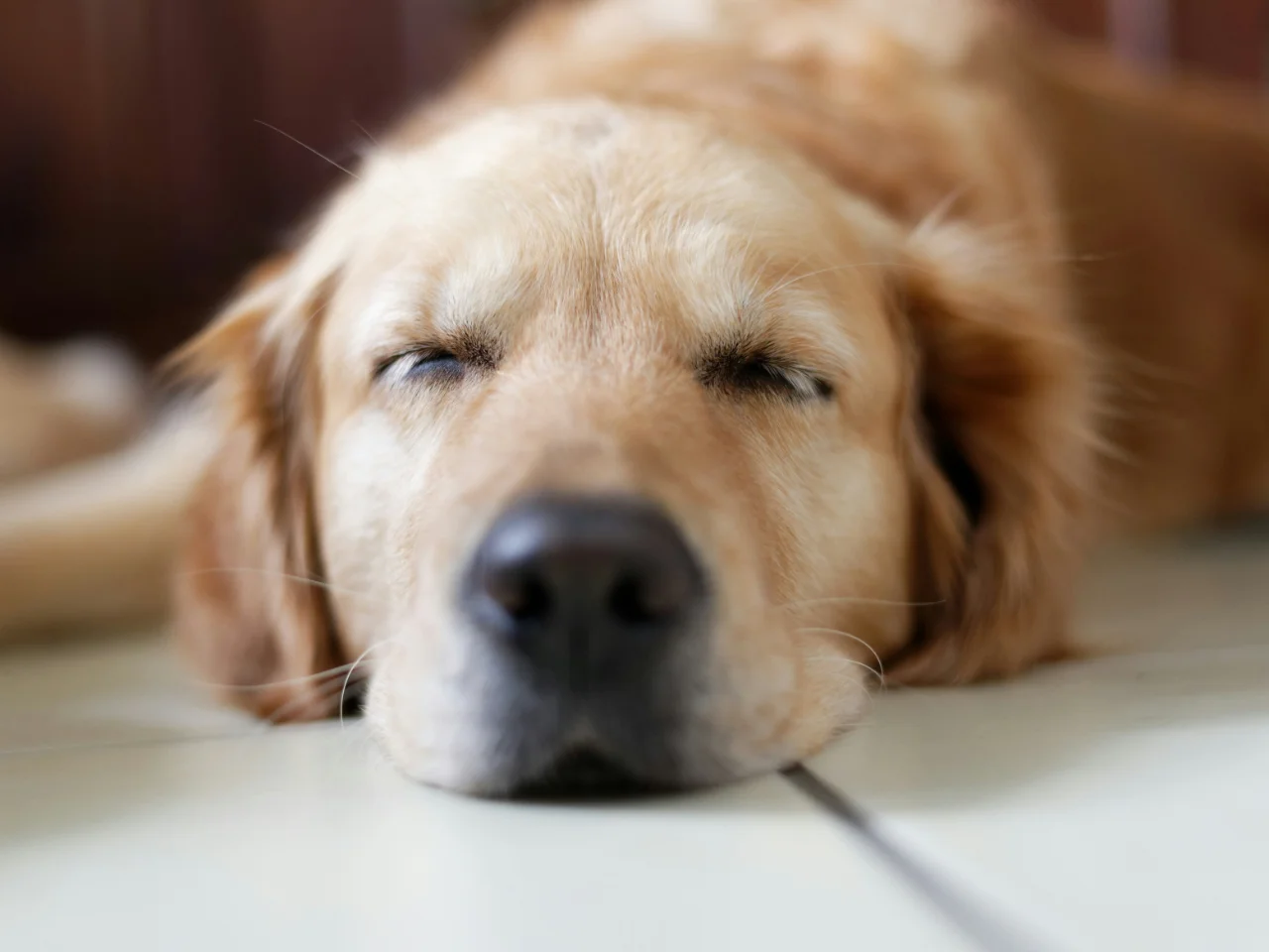 Labrador Retriever lying on the floor looking unwell after eating chocolate