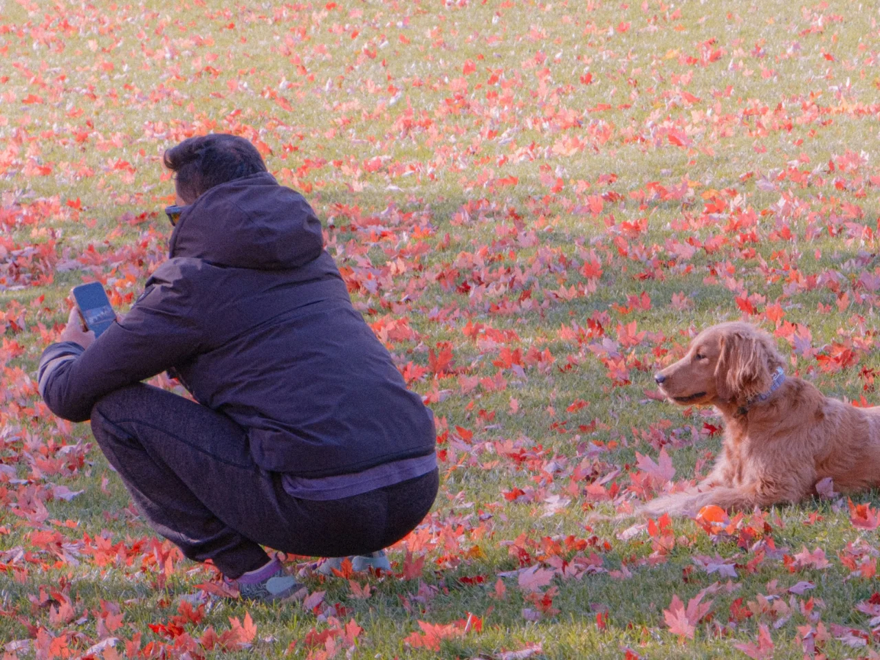Owner crouching beside a dog with a phone, ready to call the vet
