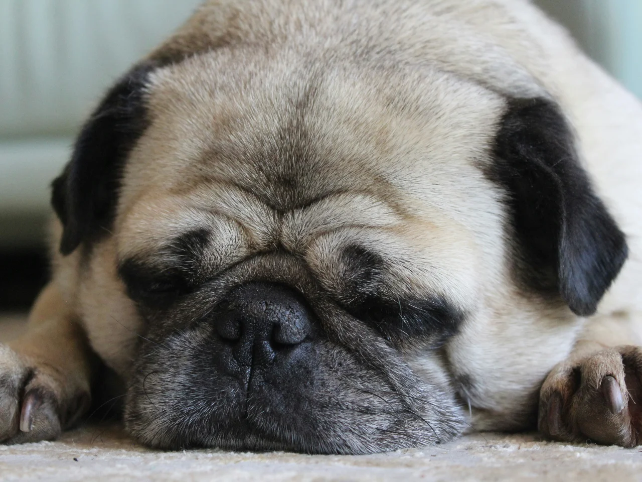 Close-up of a pug resting on the floor, a flat-faced breed prone to a dry nose