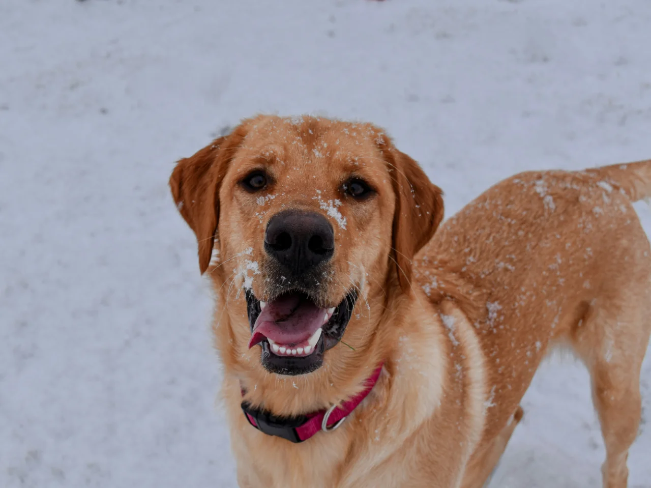 Large brown dog standing in the snow, where cold wind can dry out the nose