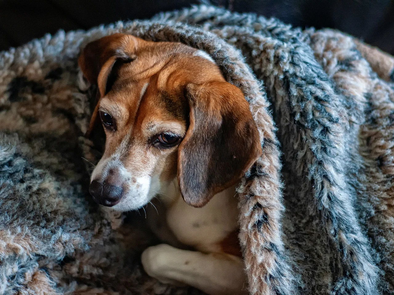 Beagle lying under a comforter, looking unwell