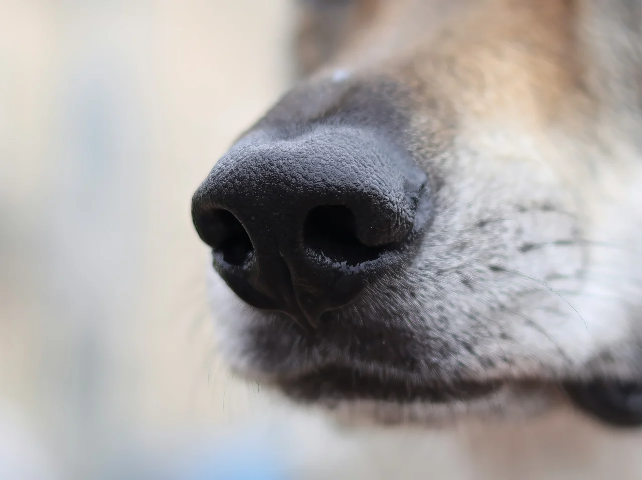 Close-up of a dog's nose to check for cracks, crusting, or colour changes