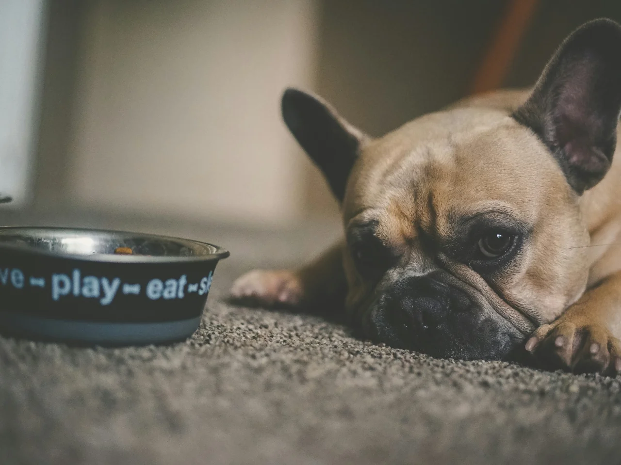 Puppy beside a water bowl, since fresh water helps prevent a dry nose