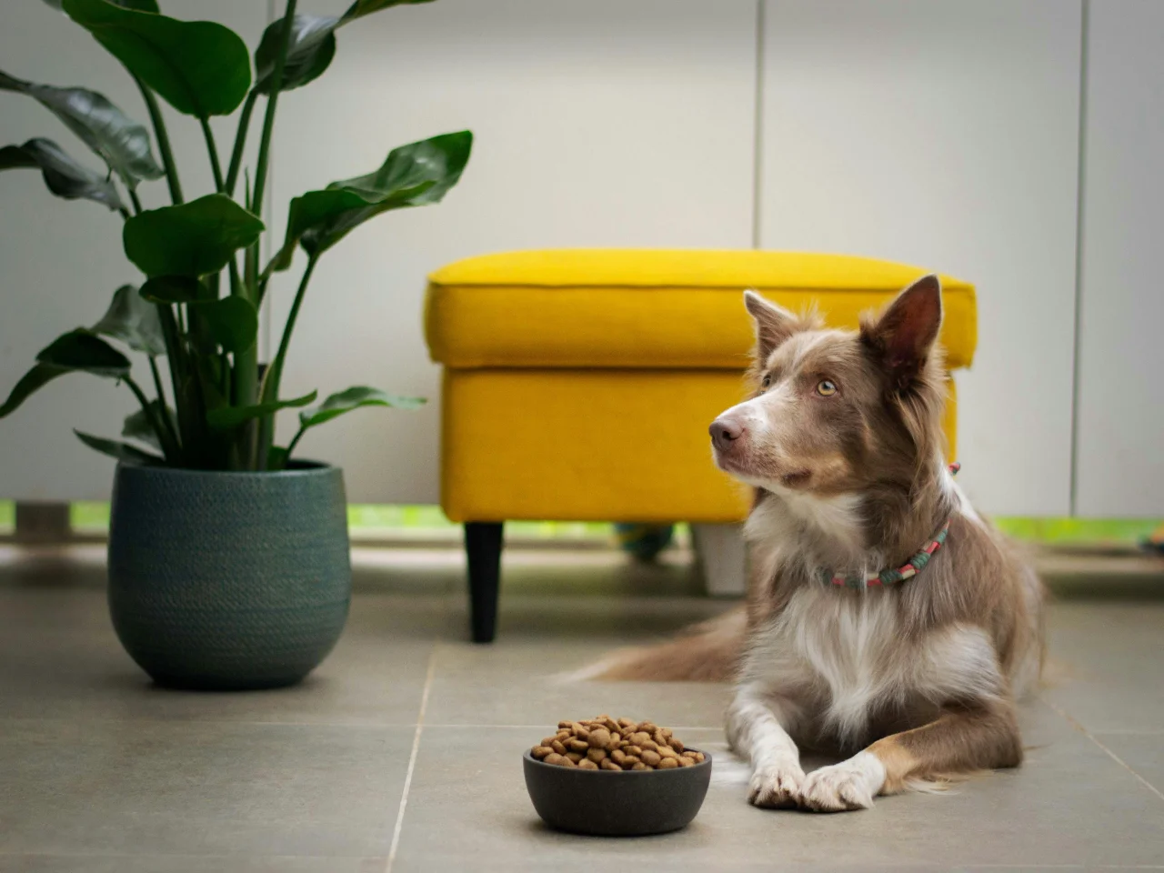 Brown and white dog sitting next to a food bowl, waiting for a snack