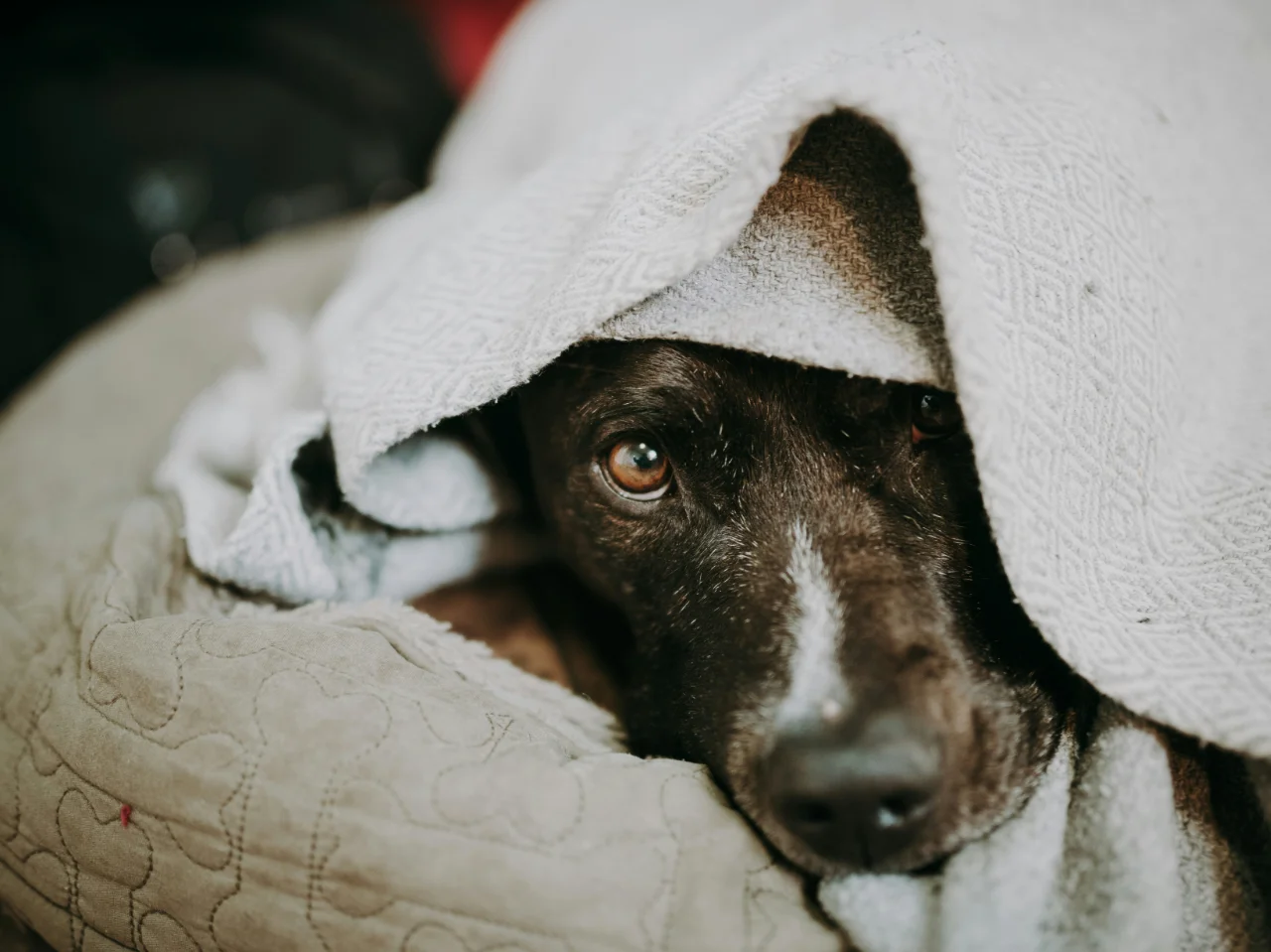 Black and white dog resting under a white blanket, looking unwell
