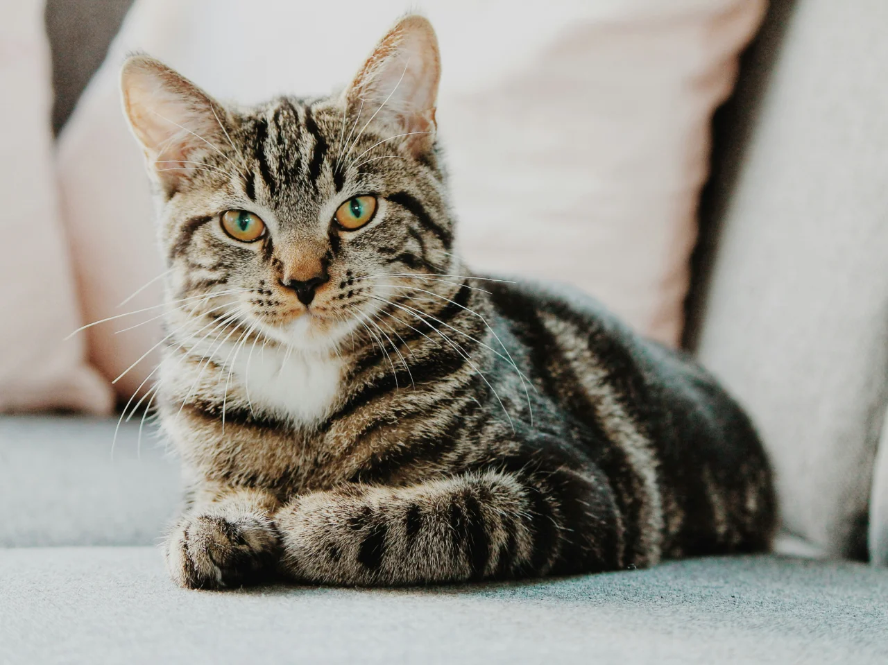 Close-up of a grey tabby cat, an older cat who may have osteoarthritis
