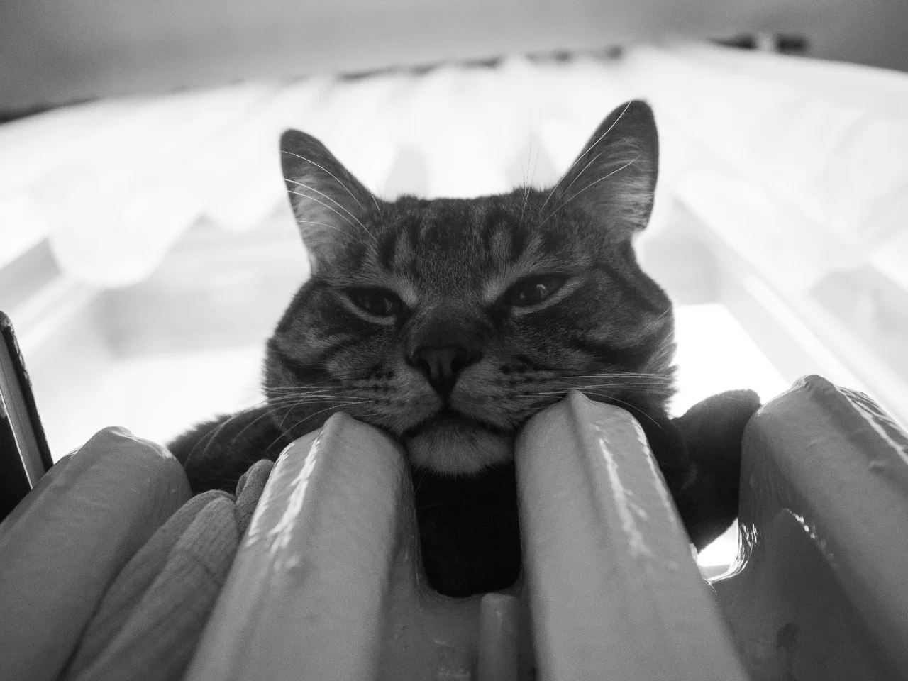 Cat peeking over a radiator, seeking warmth for stiff joints