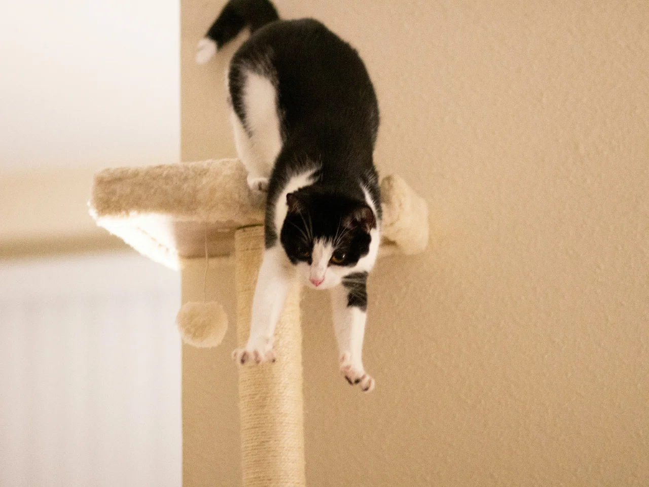 Black and white cat standing on a scratching post, a jump arthritic cats may avoid