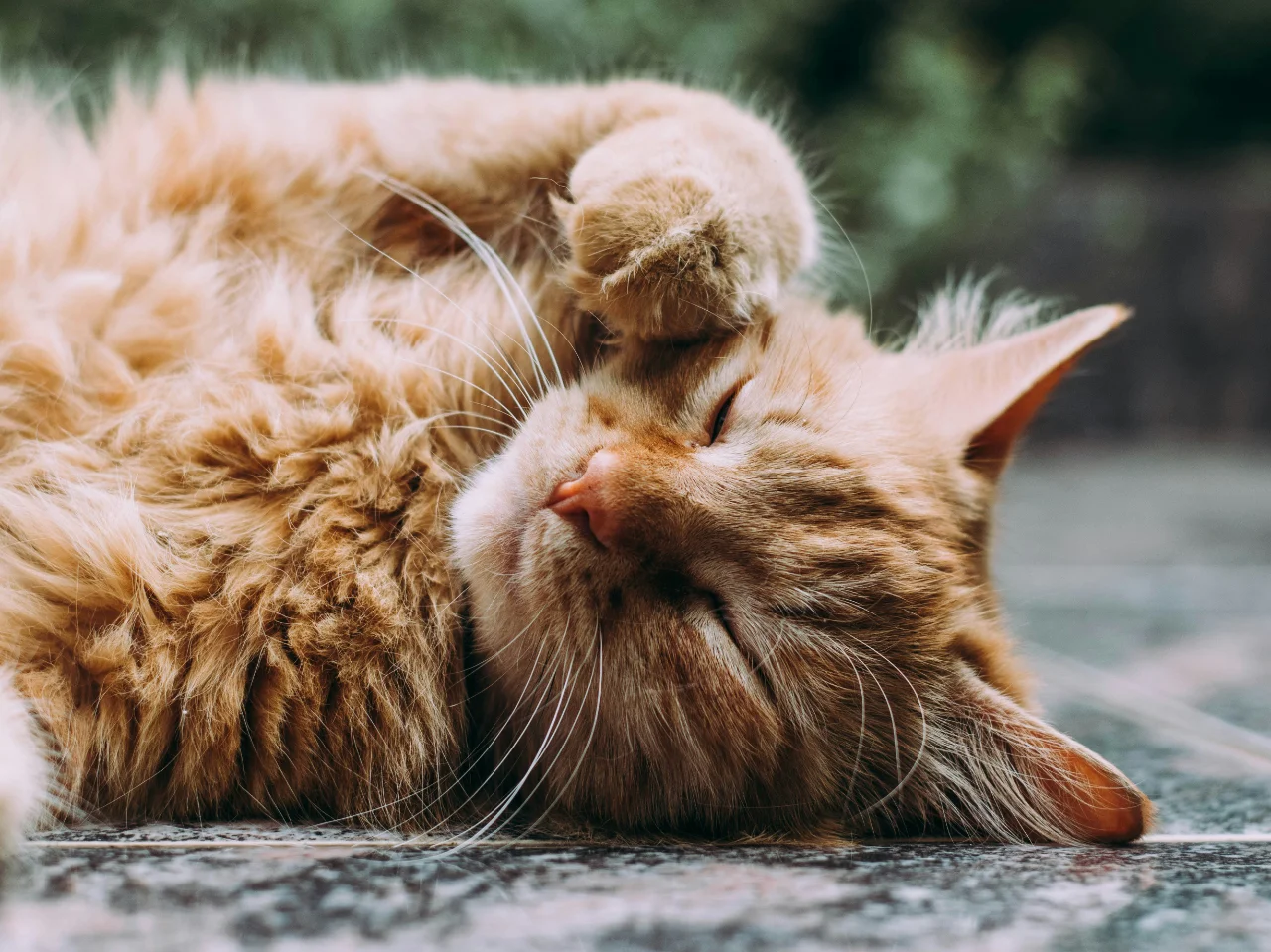 Orange Persian cat sleeping comfortably once arthritis pain is managed