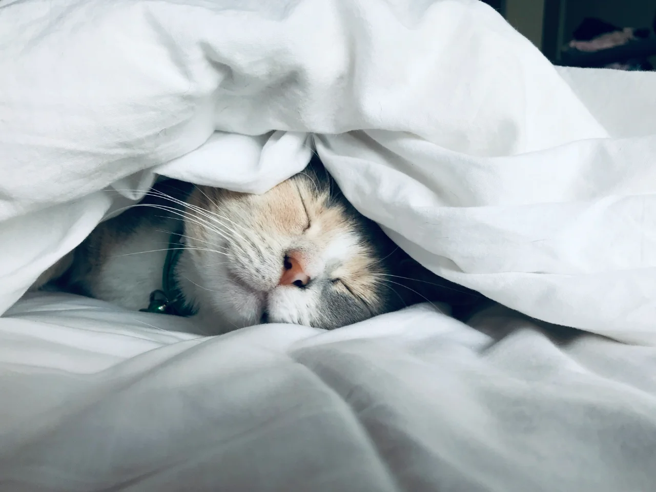 White cat sleeping under a warm comforter in winter