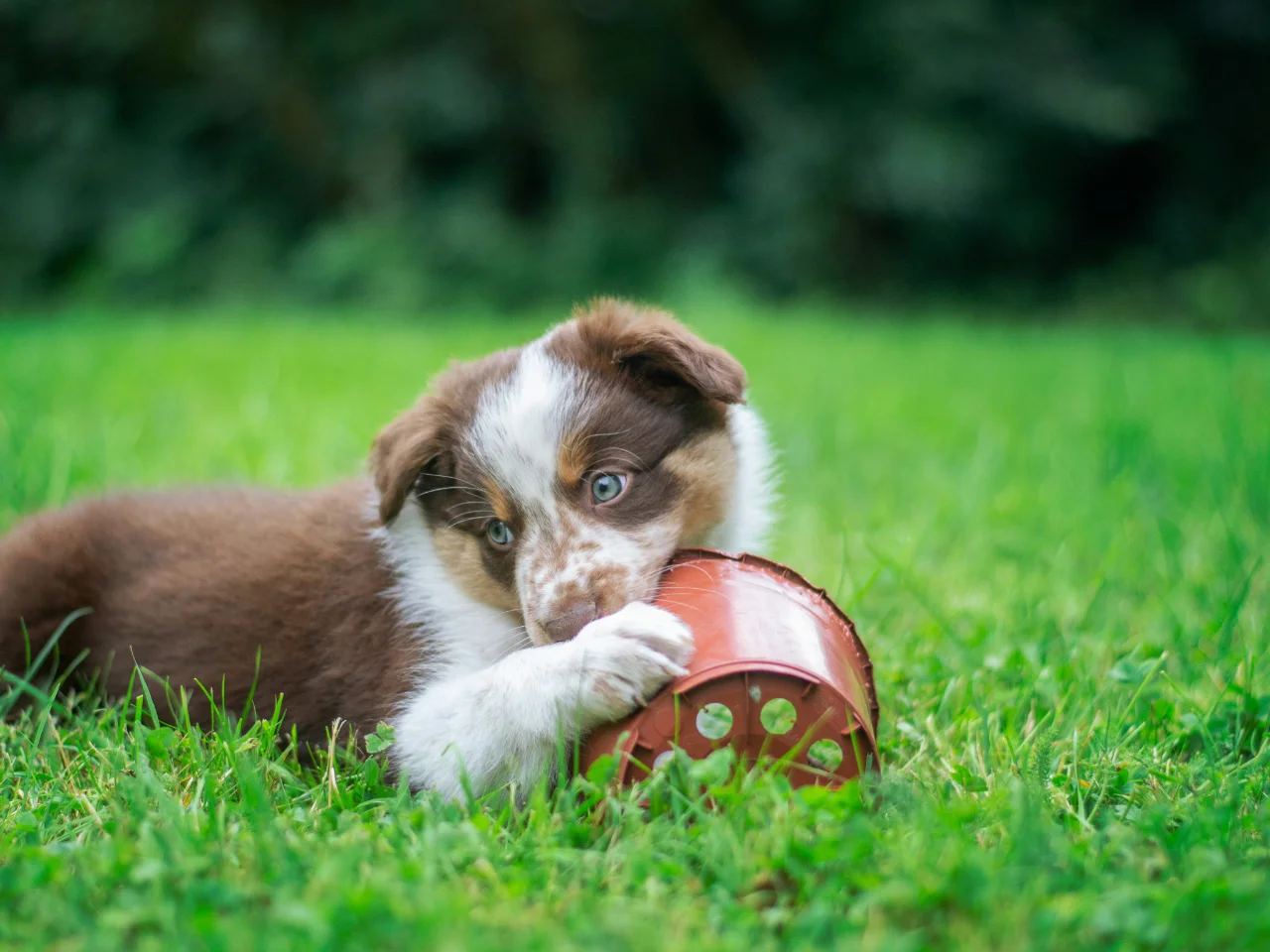 Puppy chewing on a toy, a normal part of teething