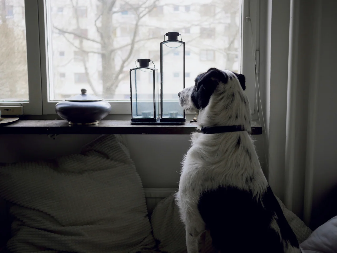 Black and white dog leaning on a window, stuck indoors in winter
