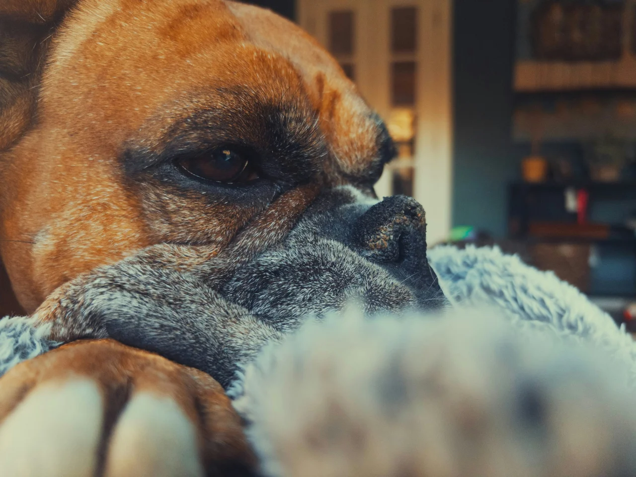 Boxer resting its head on a blanket, looking bored