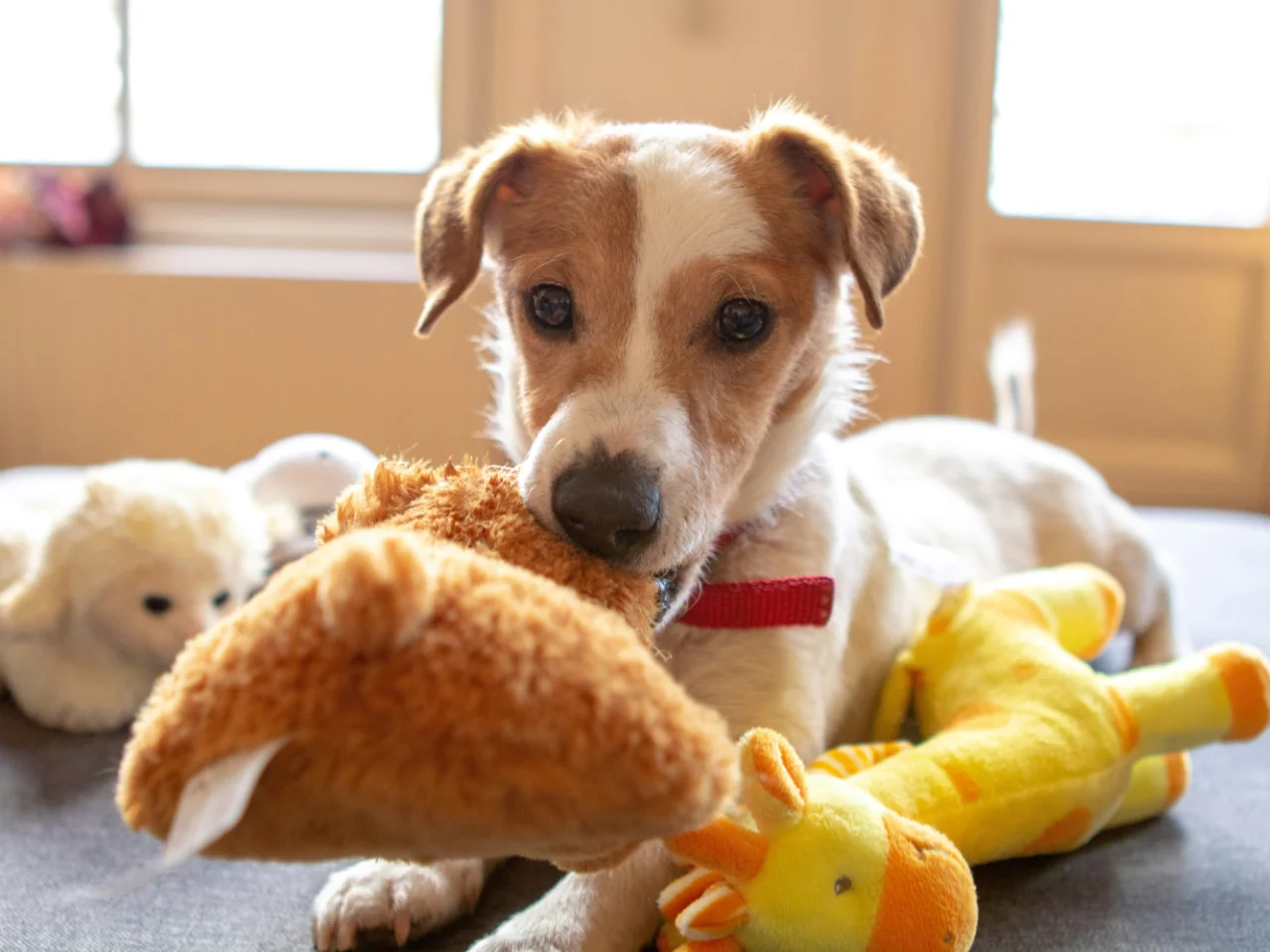 Dog chewing a plush toy instead of household items