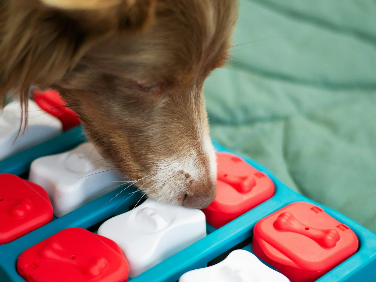 Dog eating kibble from a puzzle toy for indoor enrichment