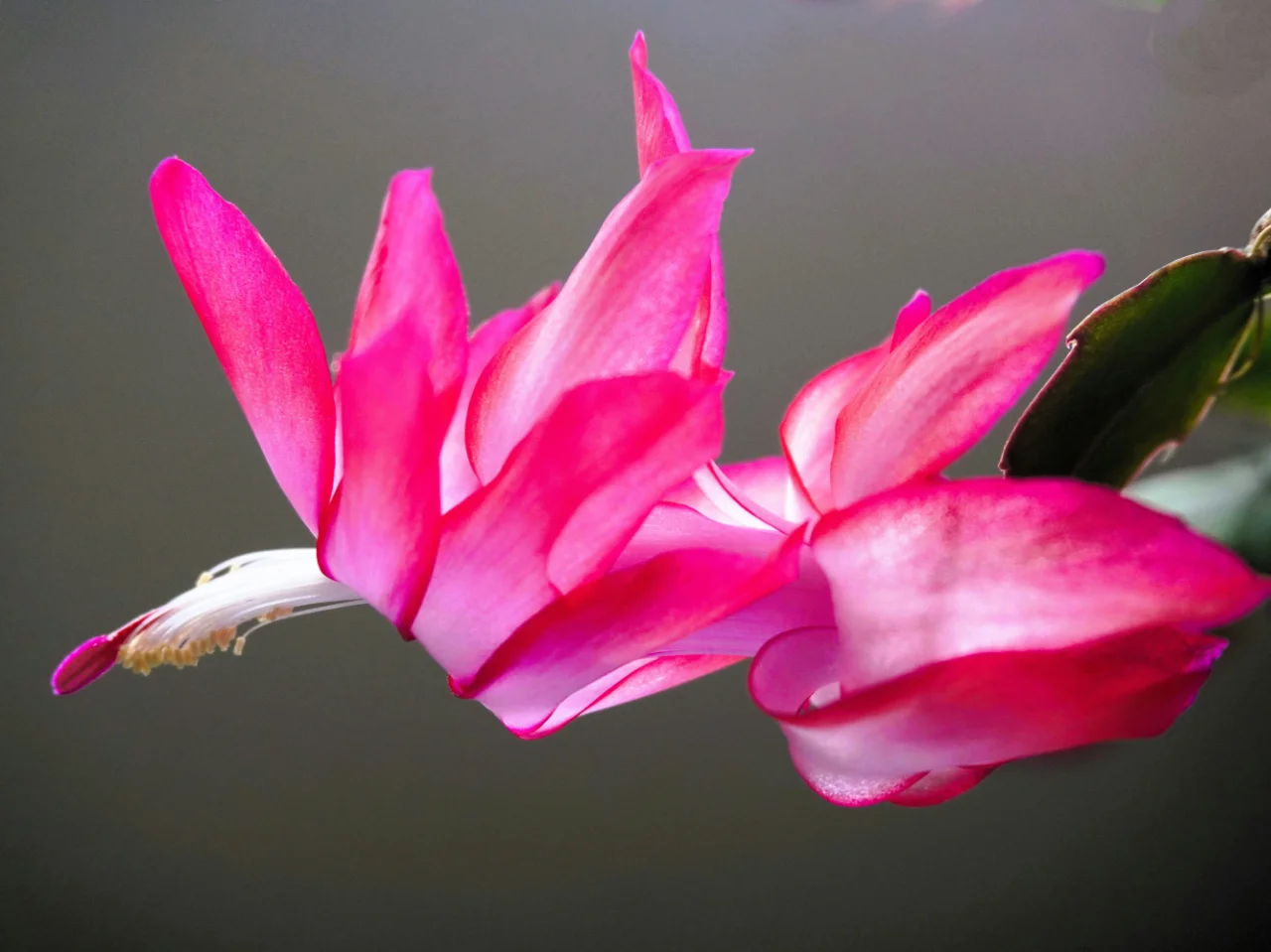 Close-up of a Christmas cactus flower and its flat, spineless stems