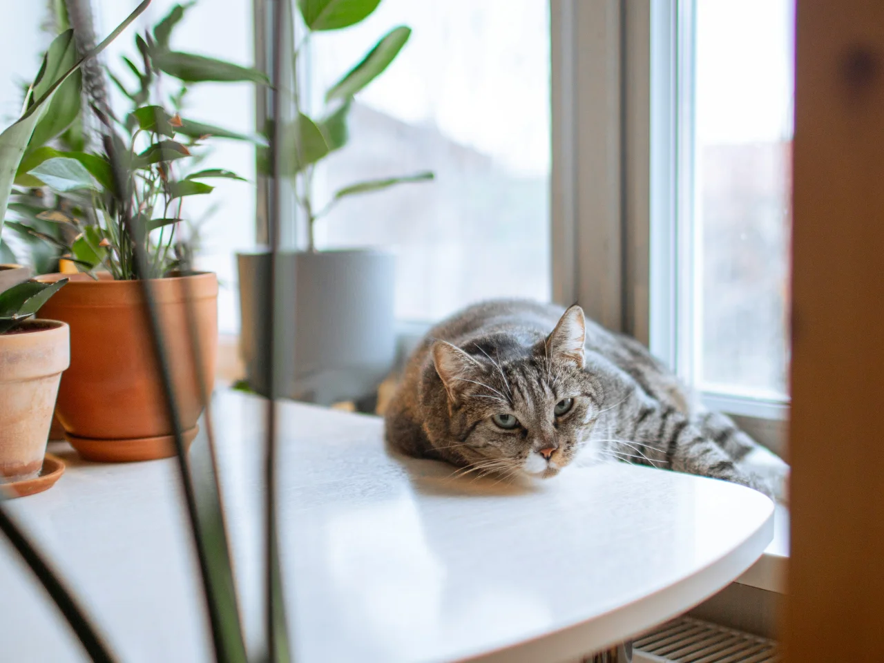 Cat lying on a table next to a potted houseplant