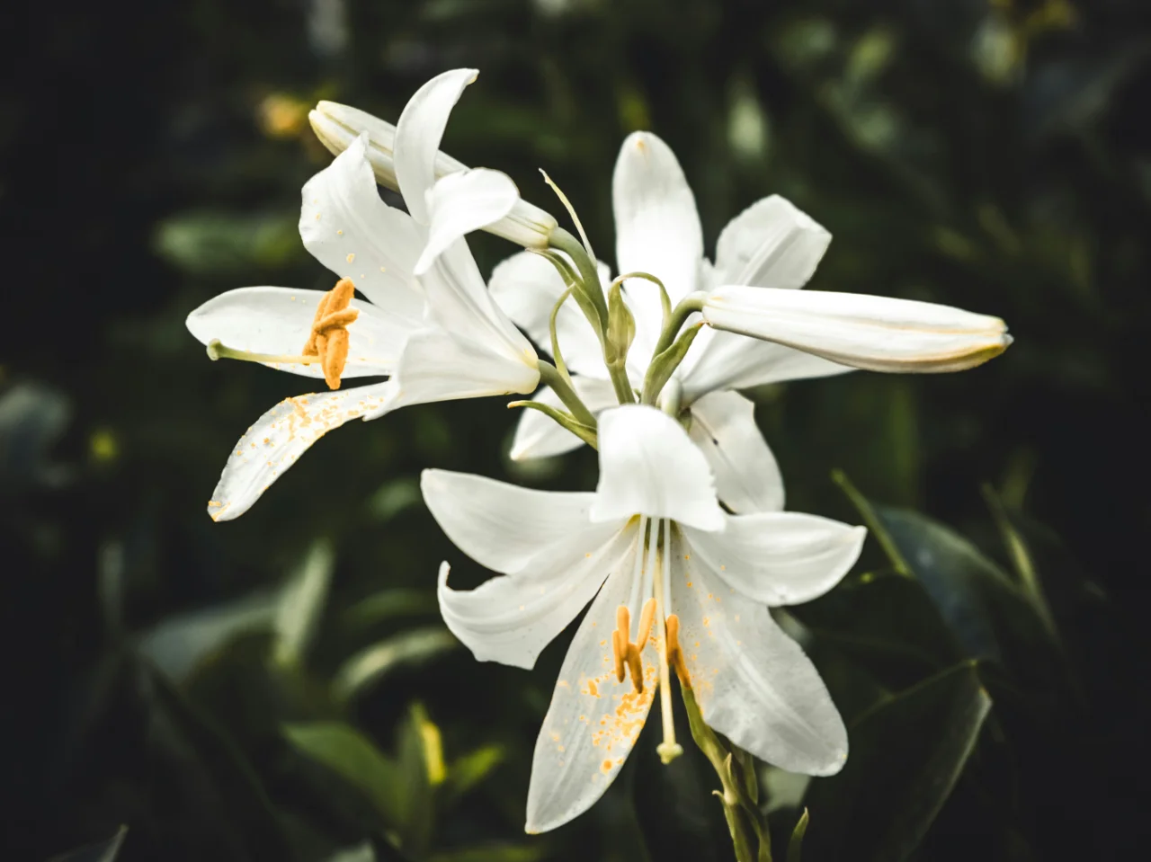 White lilies, which are extremely toxic to cats