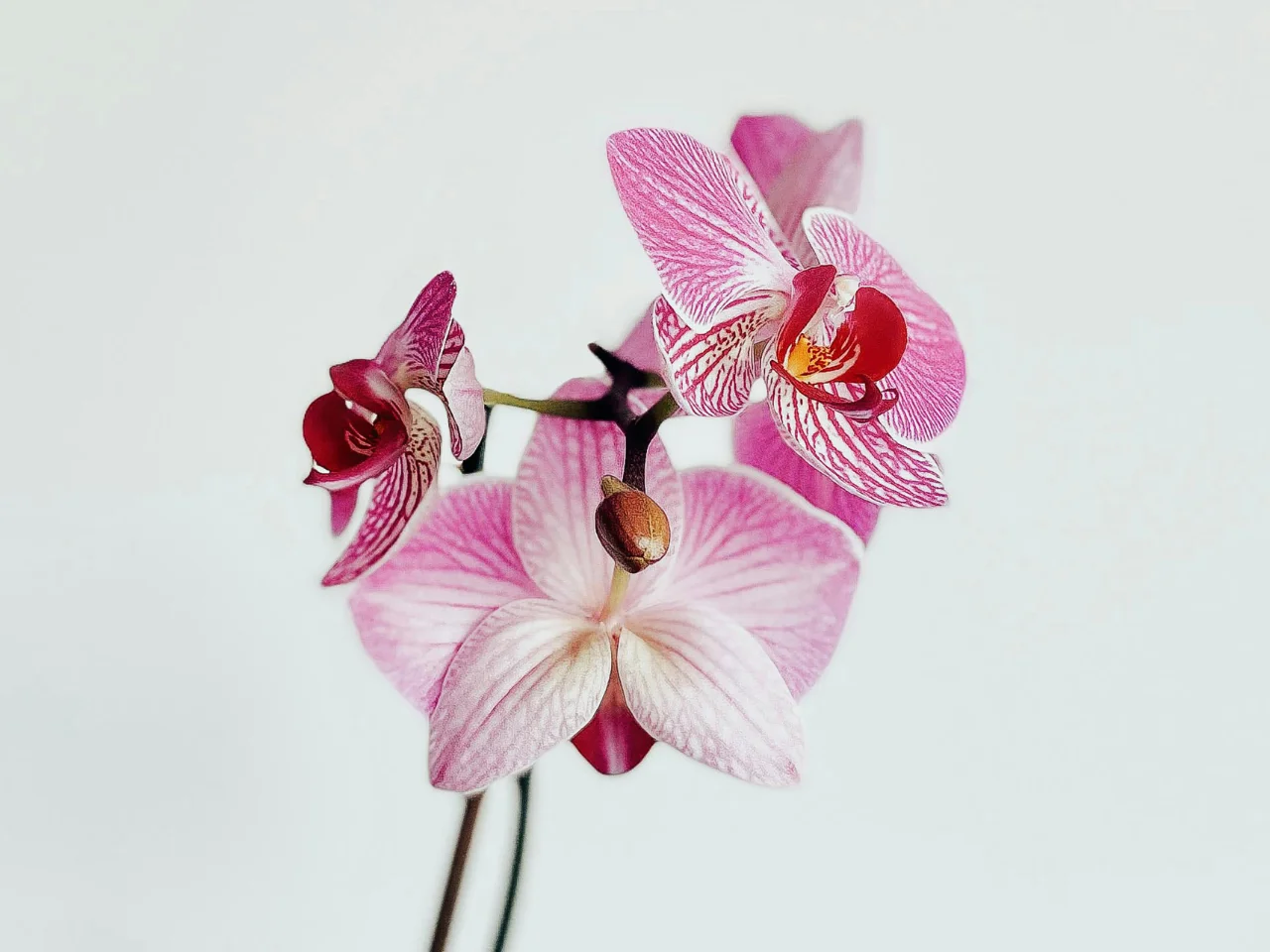 Pink and white moth orchid, a cat-safe holiday plant