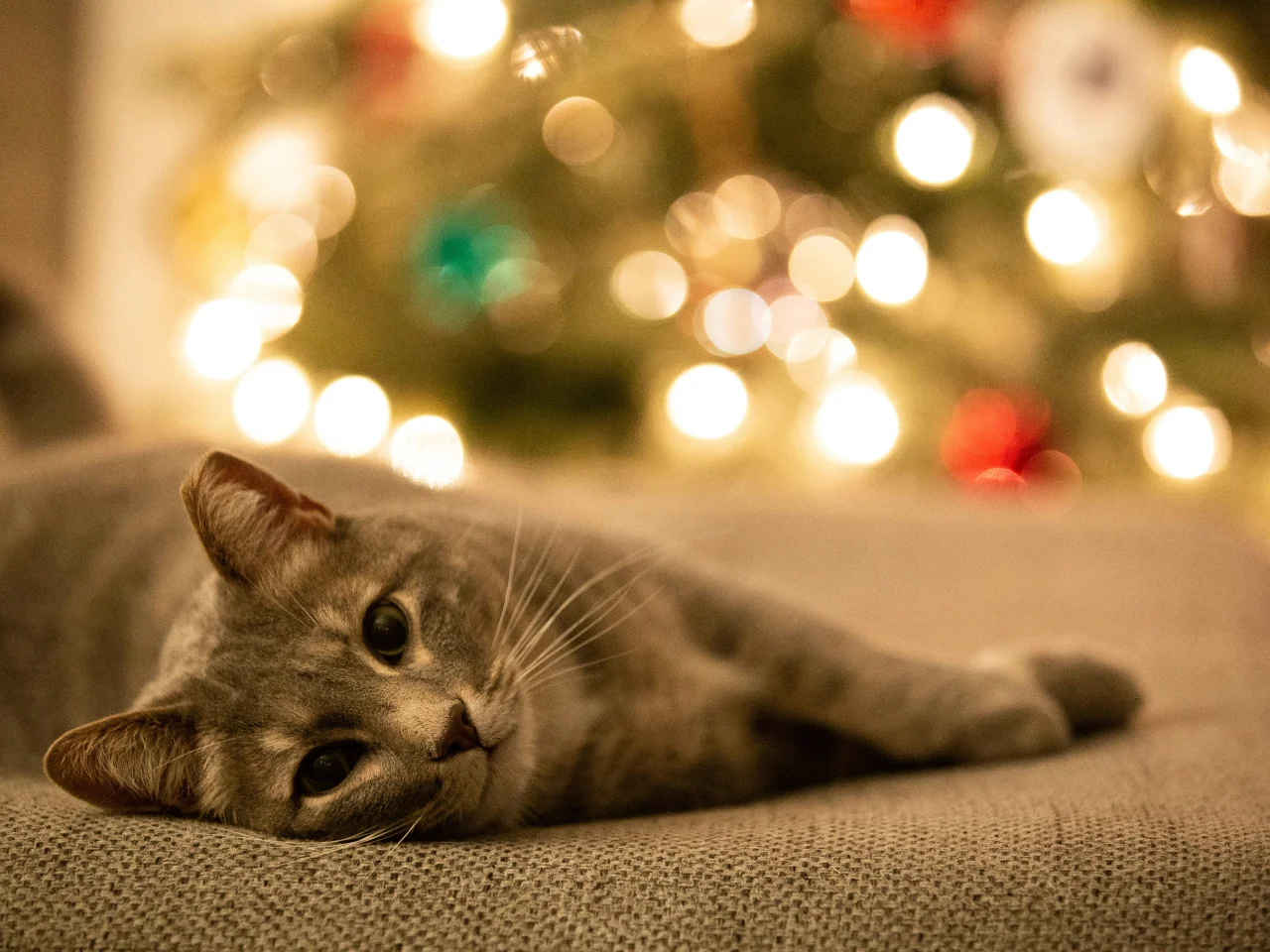 Silver tabby cat resting on a grey blanket, being watched for signs of illness