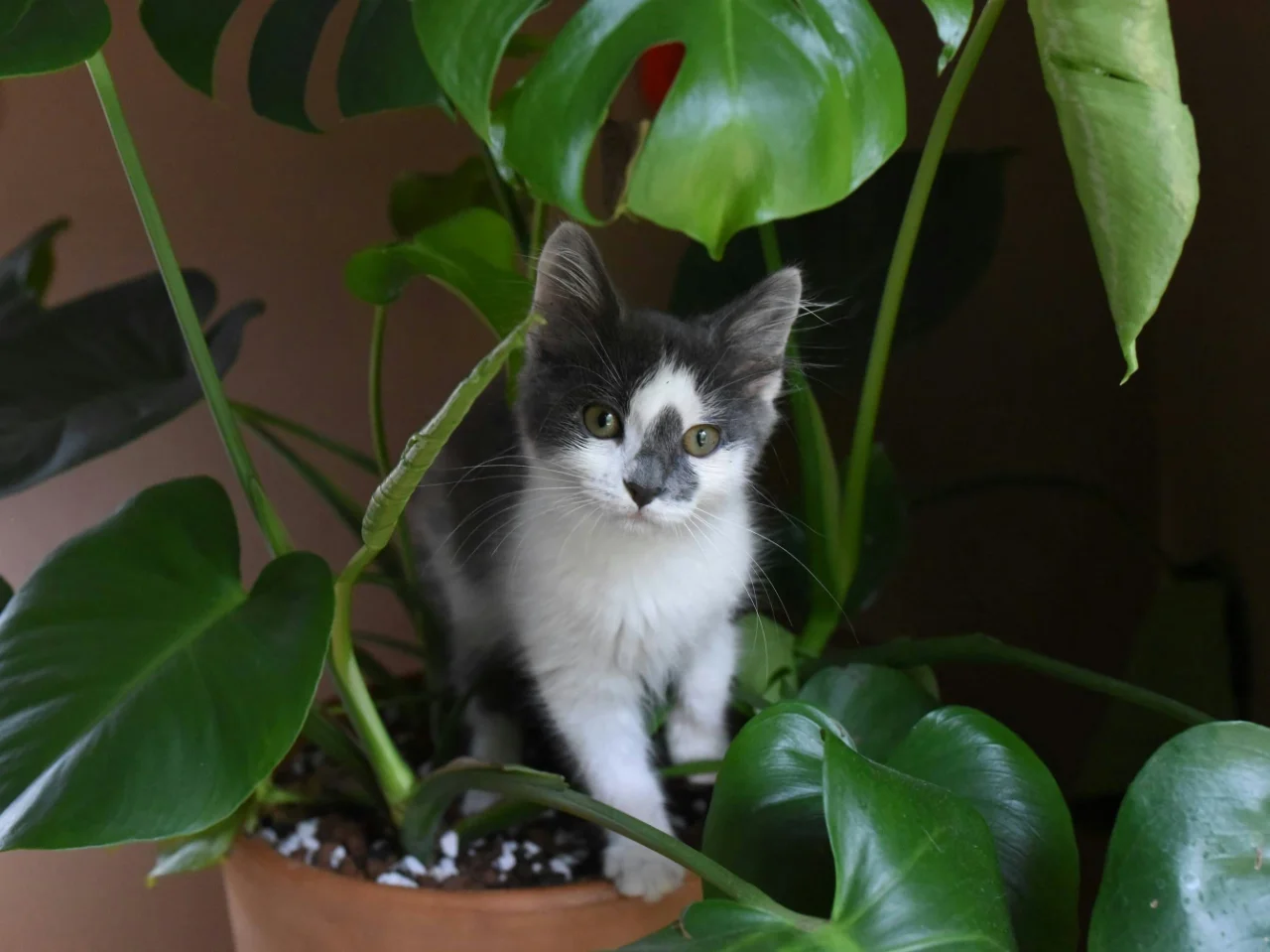 Black and white cat sitting in a plant pot