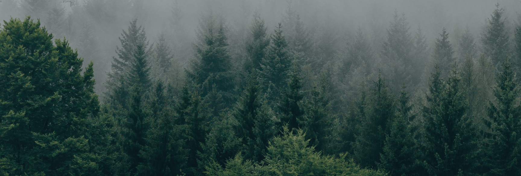 An image of a pine forest