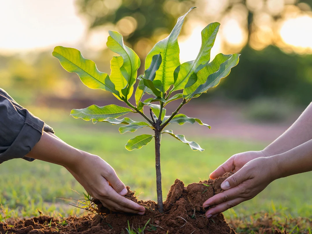 Two hands gently placing soil around the base of a young tree sapling during planting, with green grass and soft evening light in the background.