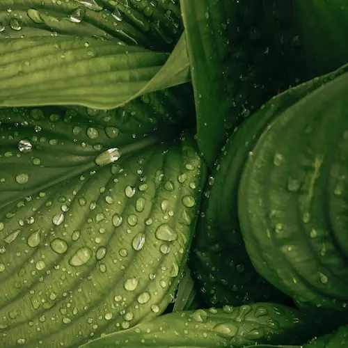 Detox Infusion in Berliner Praxis – Infusion mit Antioxidantien kann den Körper bei Entgiftungsprozessen und Zellschutz unterstützen.