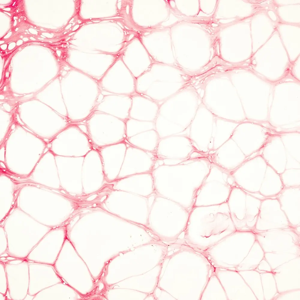 Illustration gesunder Darmzellen und Darmbarriere als Darstellung des Mikrobioms – heal. Berlin Mitte