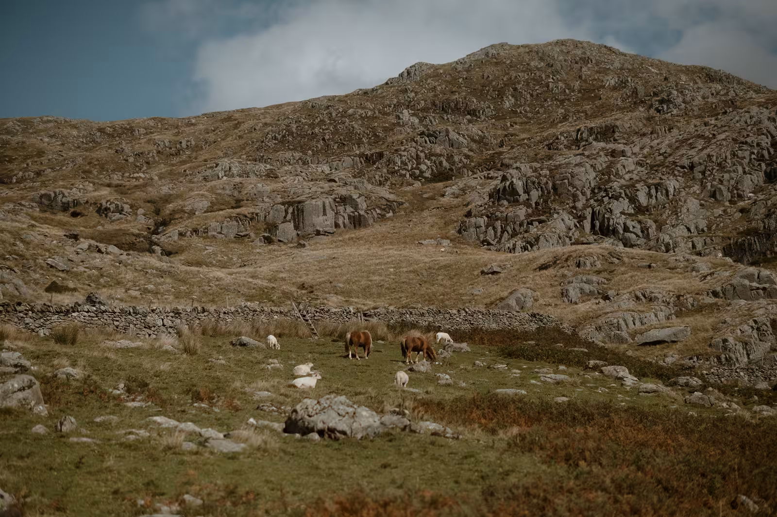Wild ponies and sheep graze on the rocky hillside of Pen y Ole Wen in Eryri, North Wales, where Gina and Paul held their handfasting ceremony.
