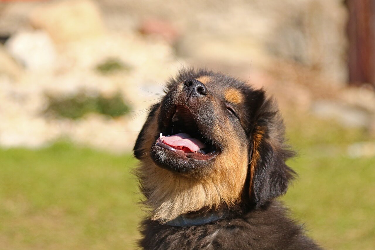 The Healing Power of Humor