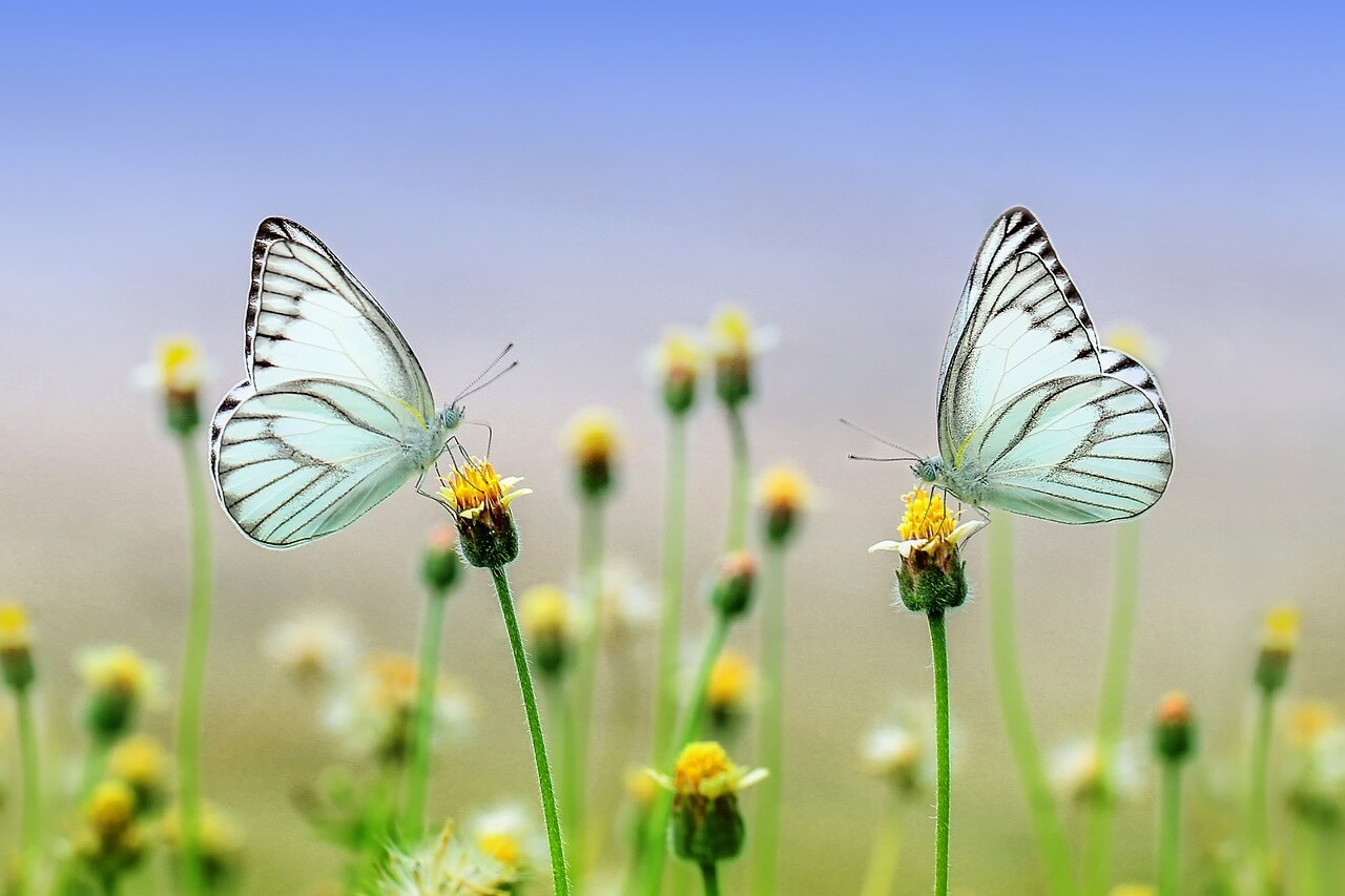 Hospice Care – An Overview