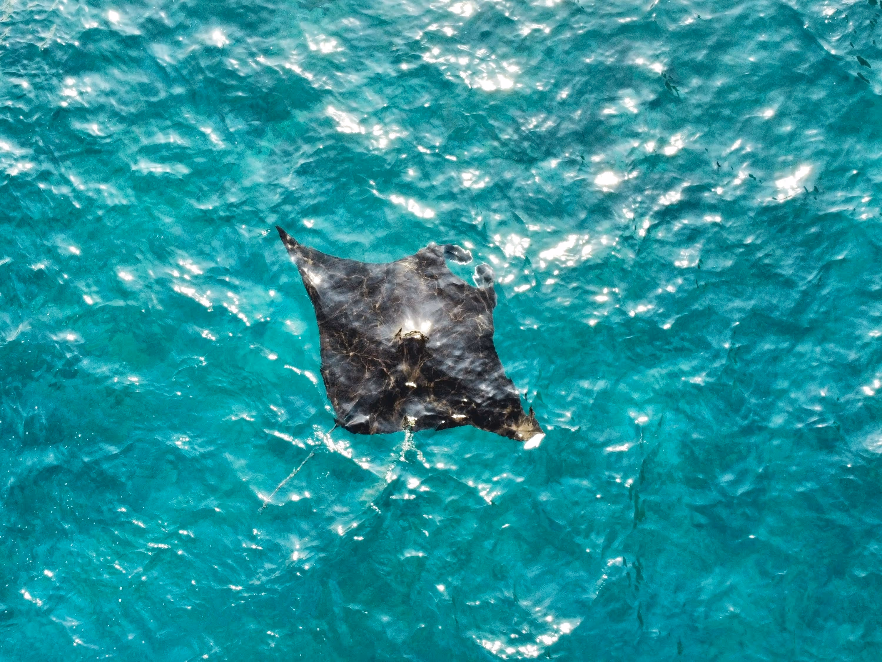 a large animal floating on top of a body of water