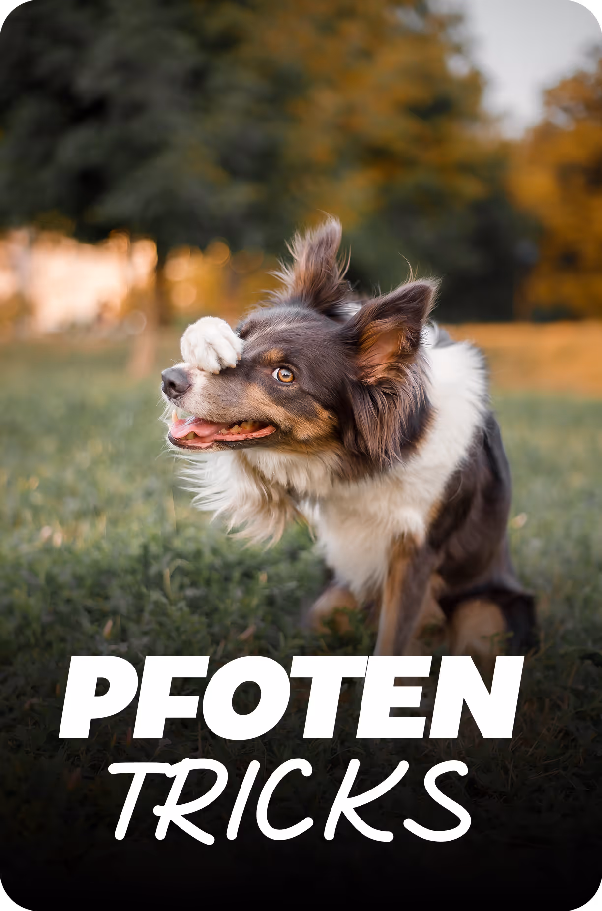Pfotentricks Hunde-Online Kurs