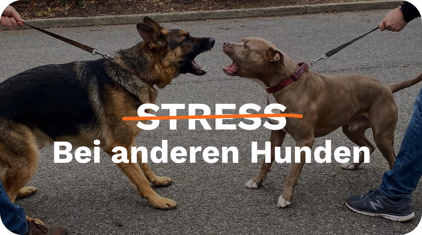 Zwei Hunde pöbeln sich an der Leine an – Stress bei Hundebegegnungen, Challenge Hundetraining.de