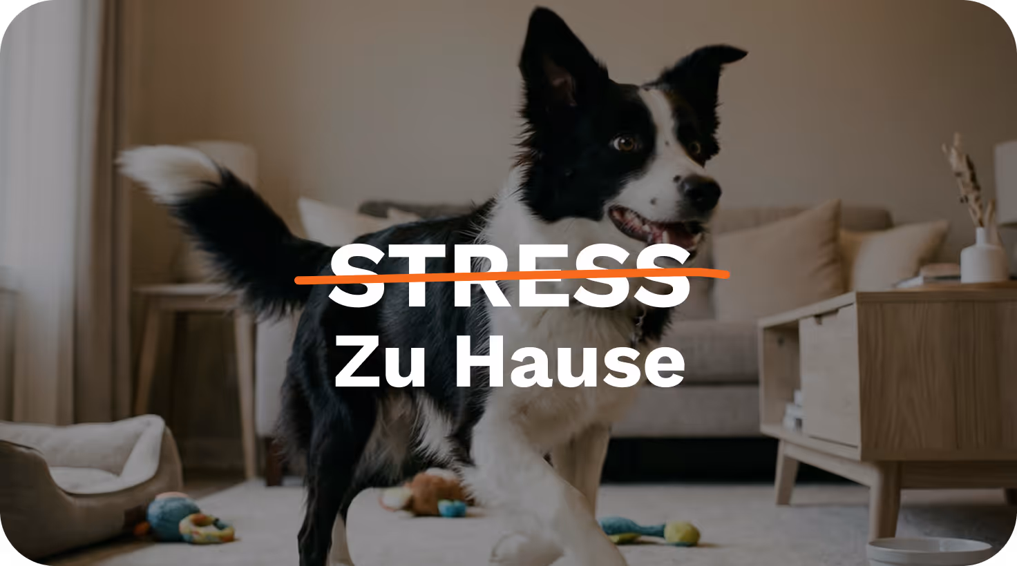 Hund im Wohnzimmer mit Schriftzug Stress zu Hause – 6-Wochen-Challenge Hundetraining.de
