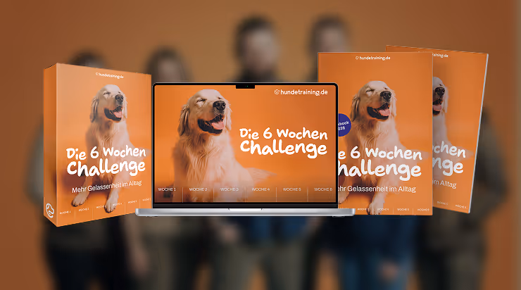 Challenge-Cover mit Laptop-Mockup als Komplettpaket – 6-Wochen-Challenge Hundetraining.de
