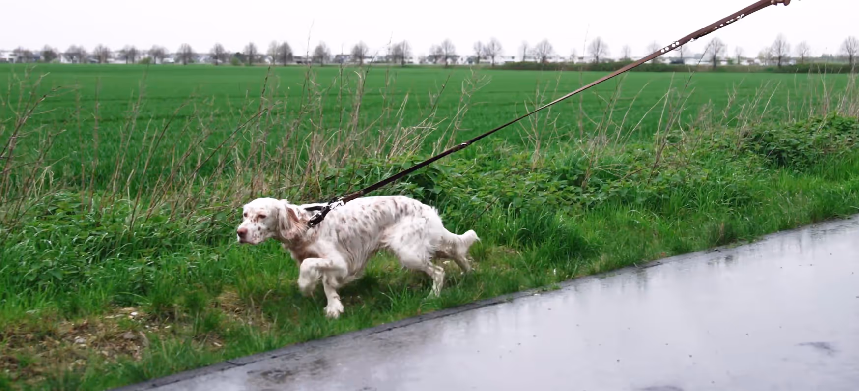 Hund rennt frei über ein Feld – 6-Wochen-Challenge von Hundetraining.de
