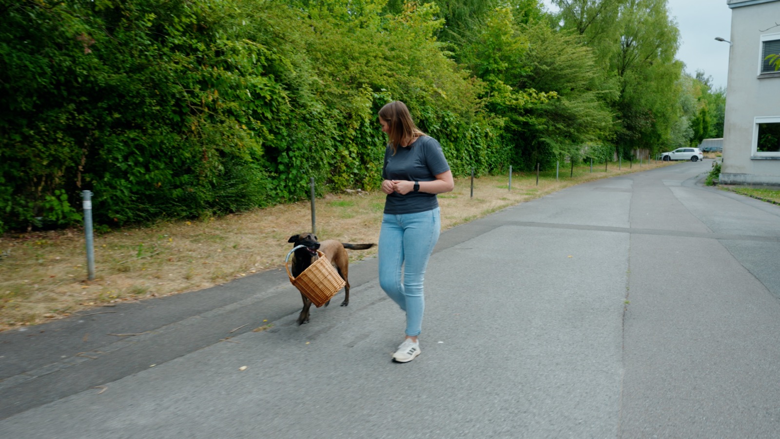 Hund trägt eine Einkaufstasche im Maul