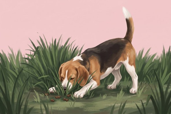Hund bei der Nasenarbeit – Kurs Schnüffelspaß