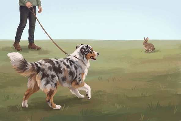 Hund bleibt beim Reh ansprechbar – Kurs Anti-Jagd-Training