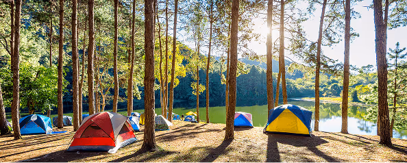 Colorful tents pitched in a pine forest by a calm lake, showcasing a perfect outdoor adventure setting.