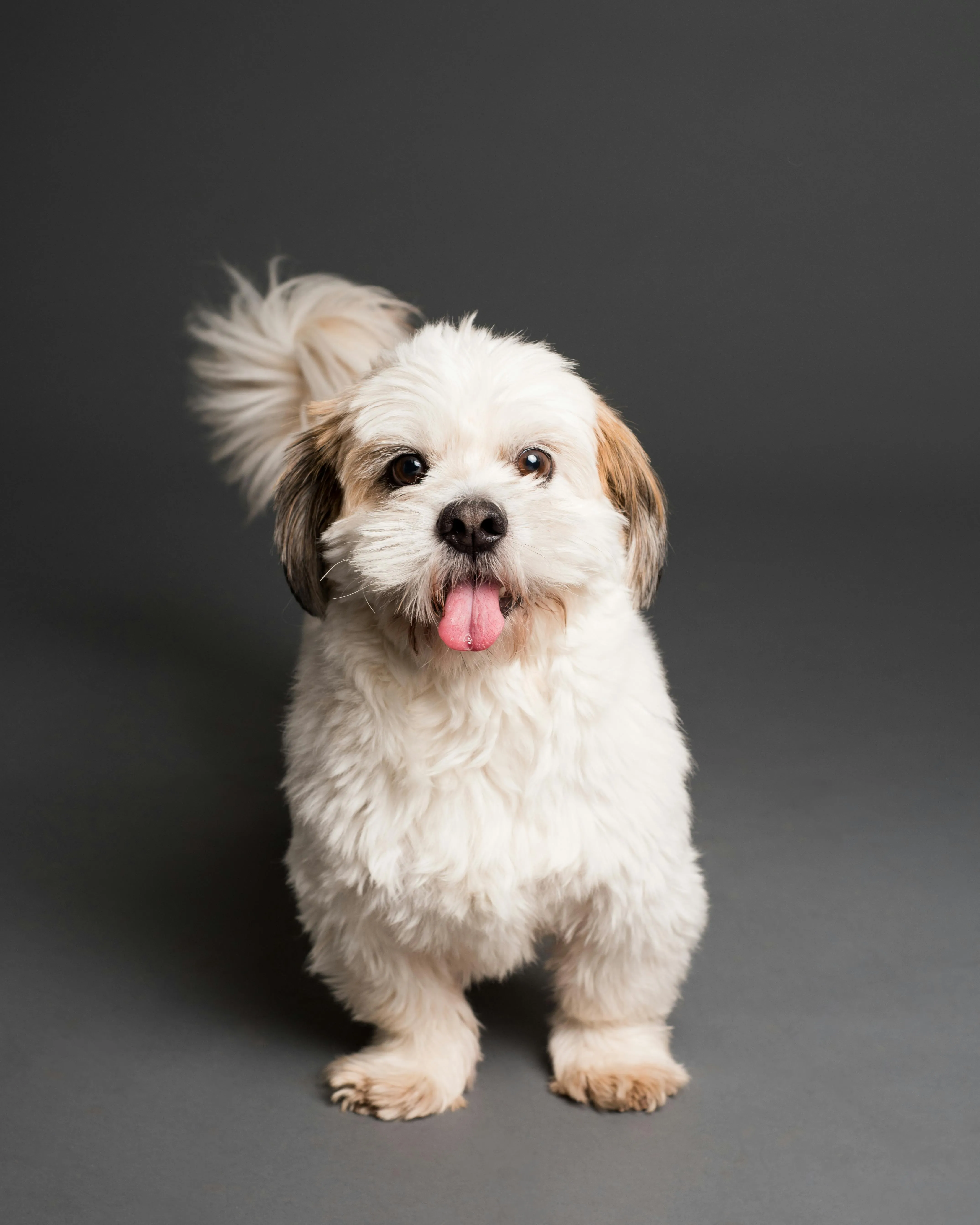 Cute Puppy Stock Photo
