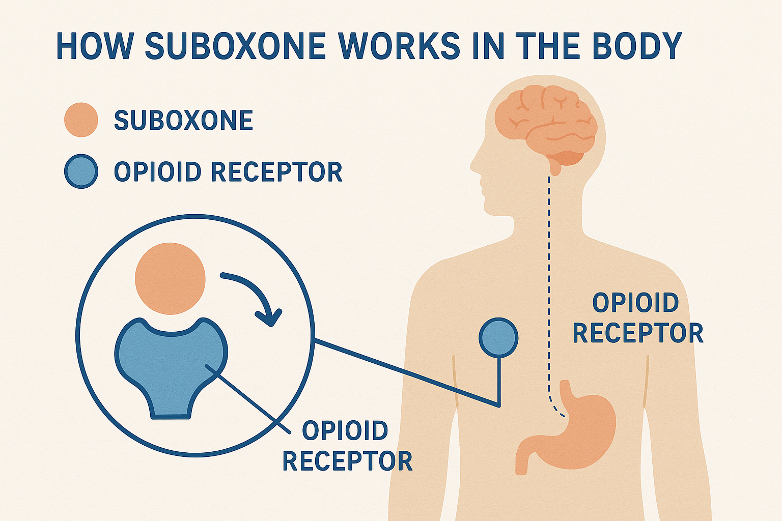 A diagram showing how Suboxone works in the body.