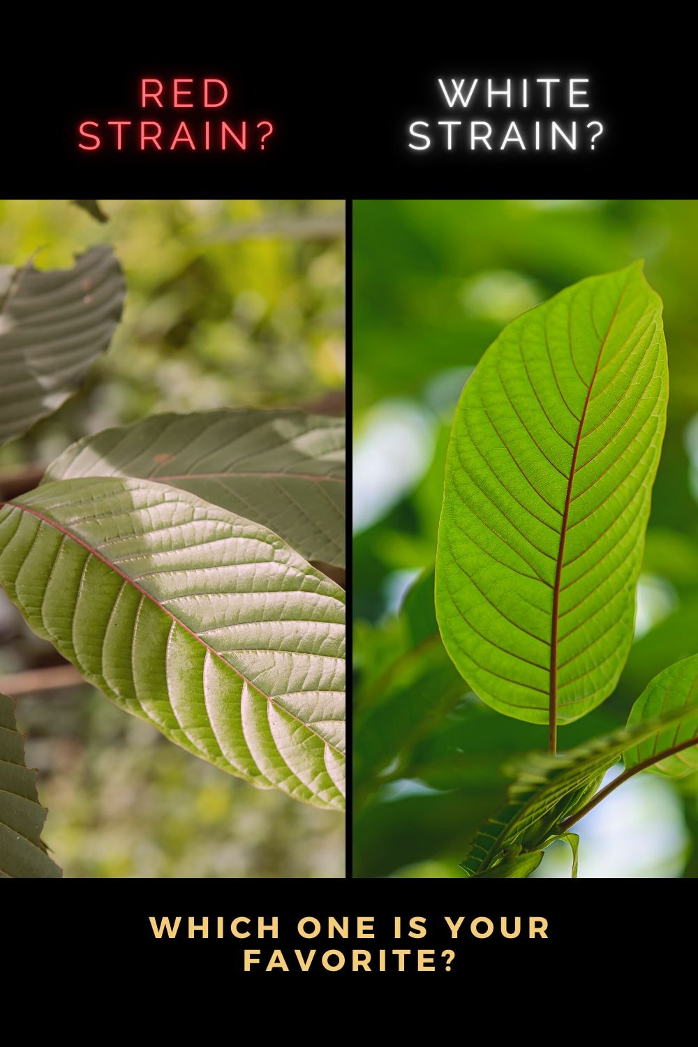 Different types of kratom strains displayed together, showcasing their unique characteristics.