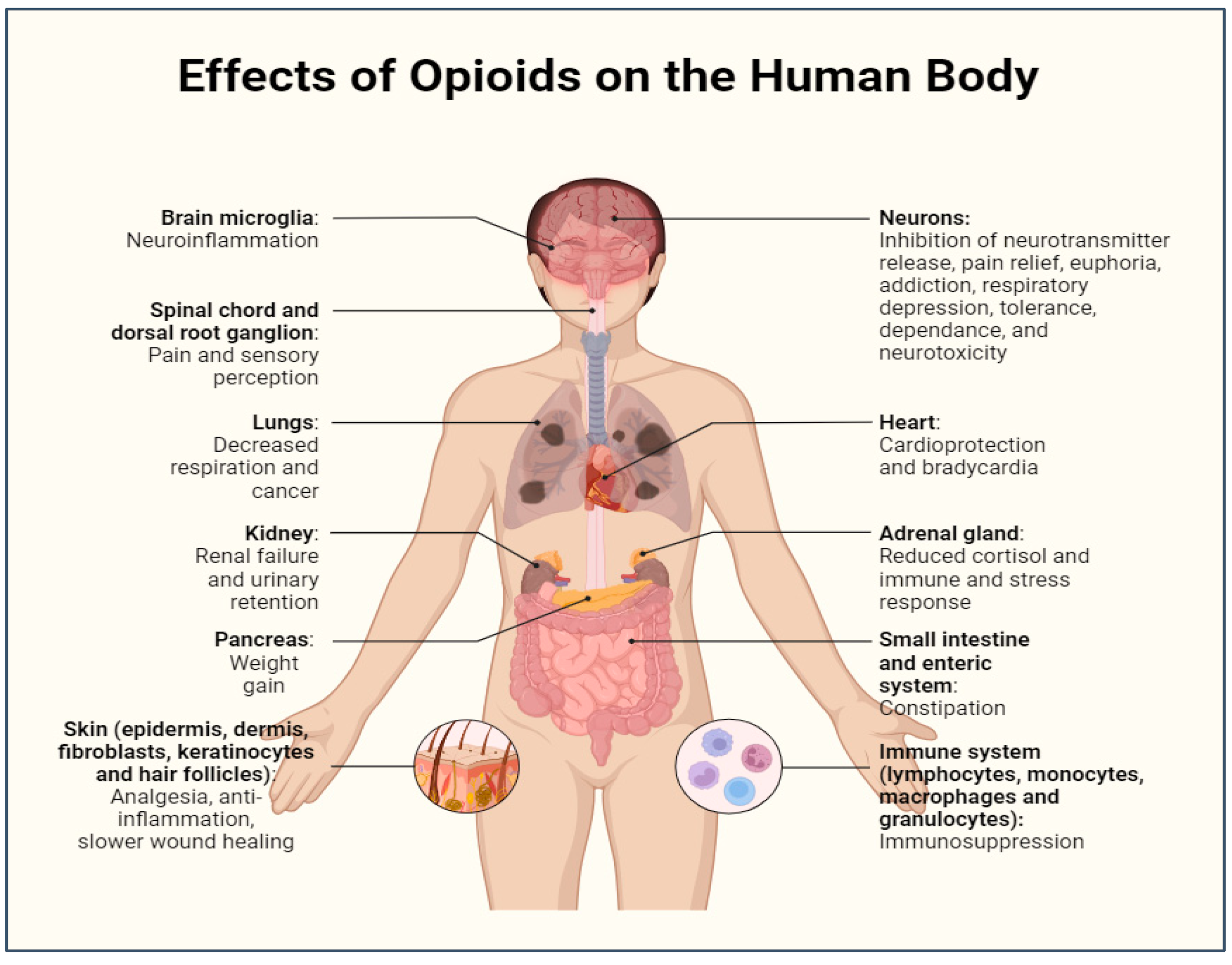 An infographic illustrating how drugs impact digestive health.