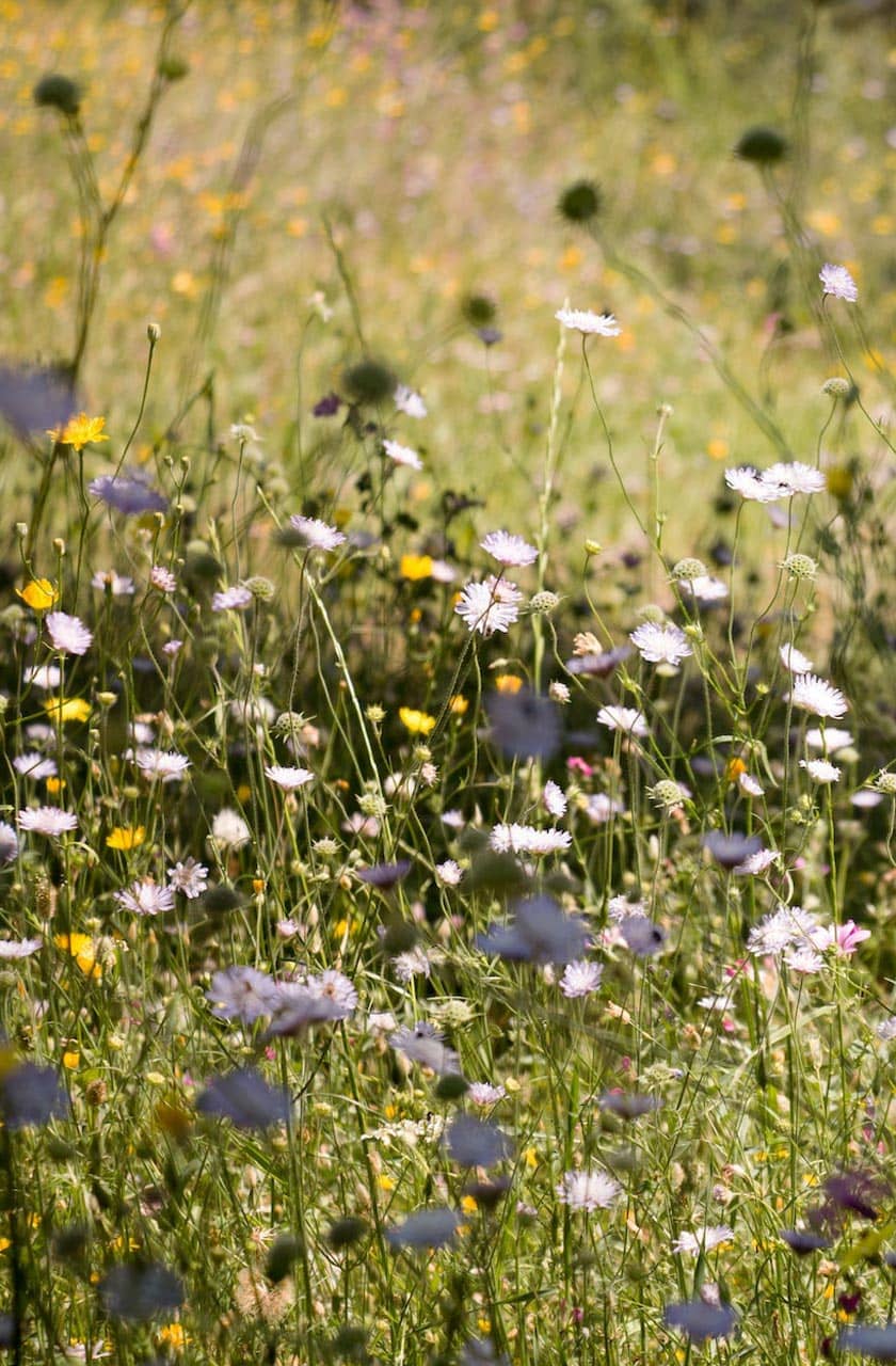 Wild flowers in a calming sea of green